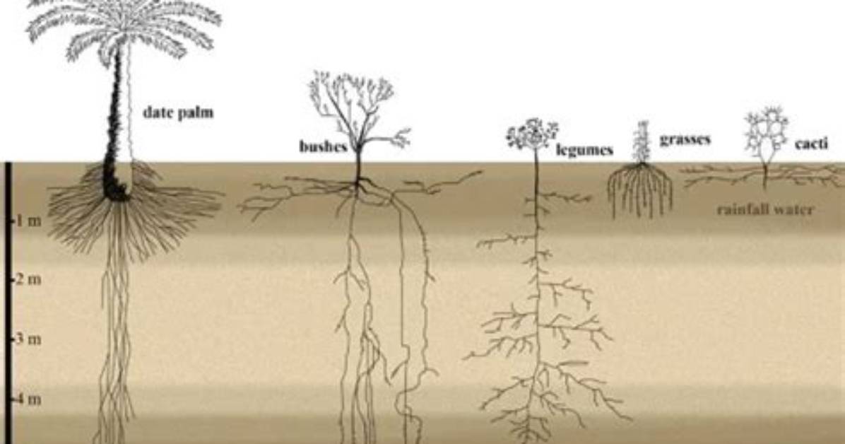 Do Palm Trees Have Deep Roots?