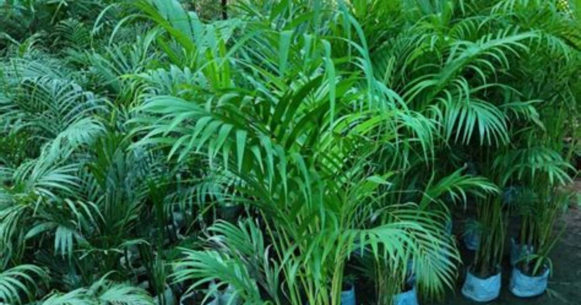 Do Palms Need Sun or Shade?