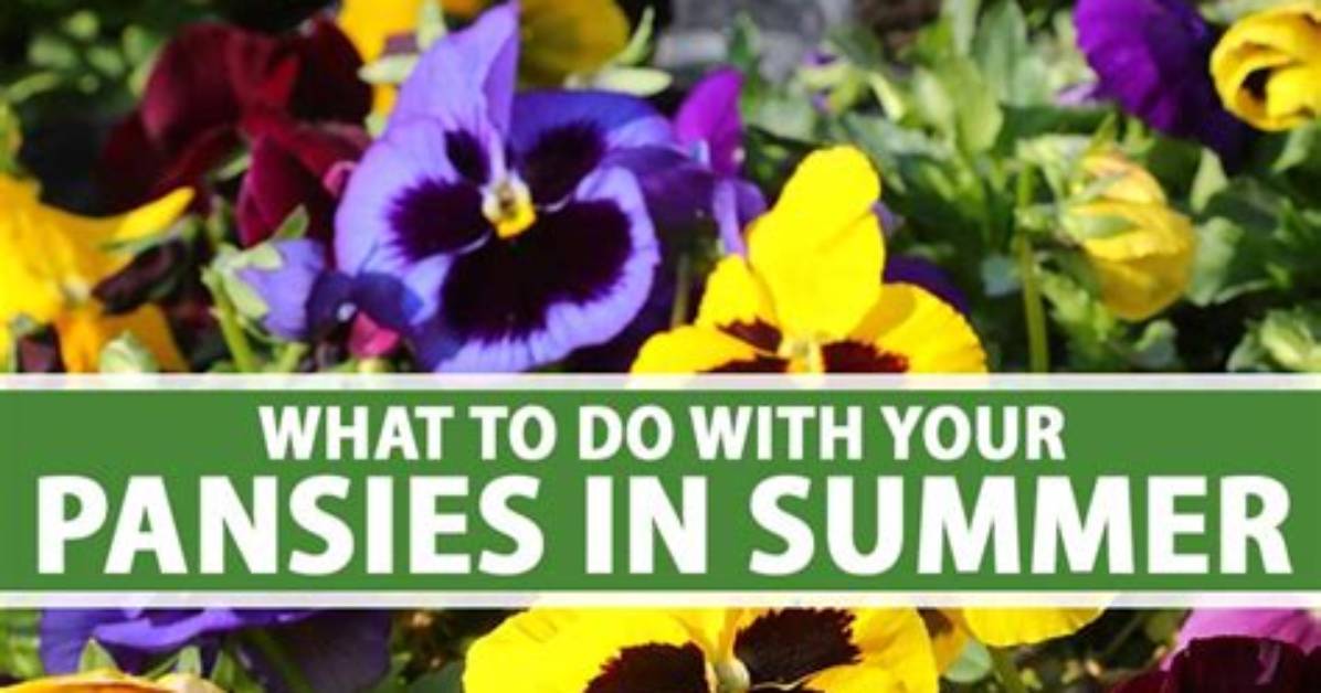 Do Pansies Bloom in Summer