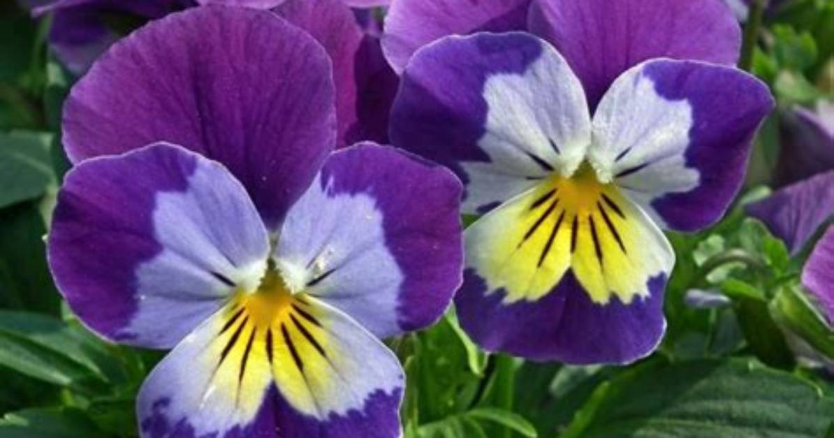 Do Pansies Have a Scent