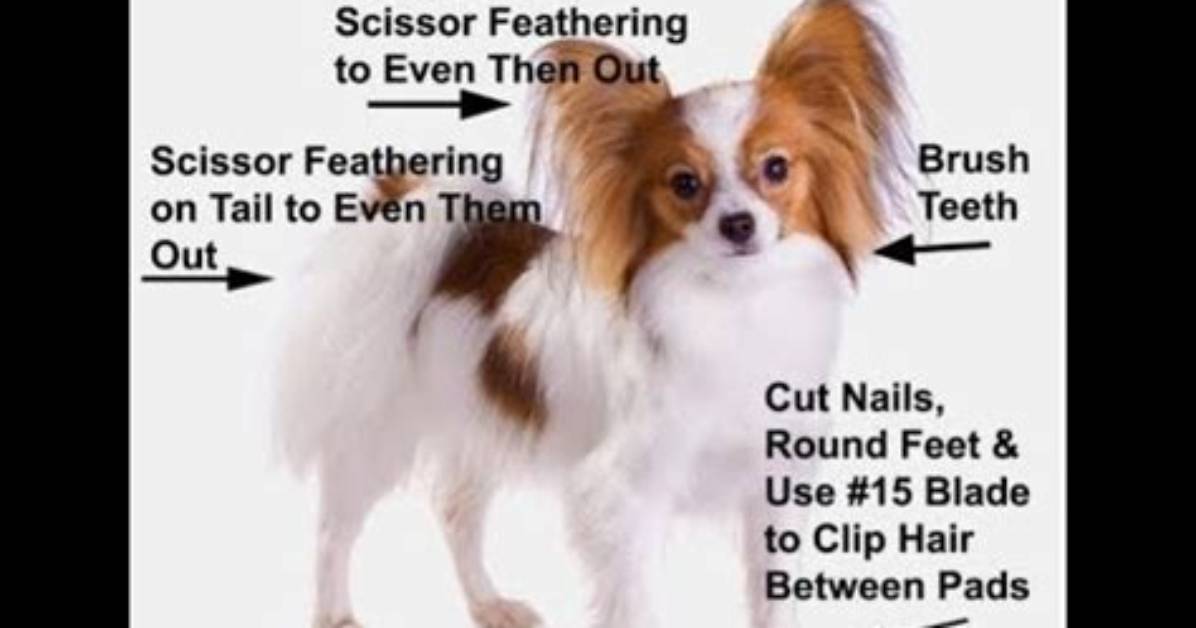 Do Papillons Need Grooming?