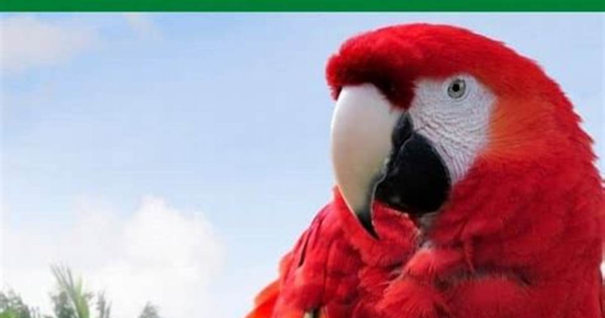 Do Parrots Make Good Pets?