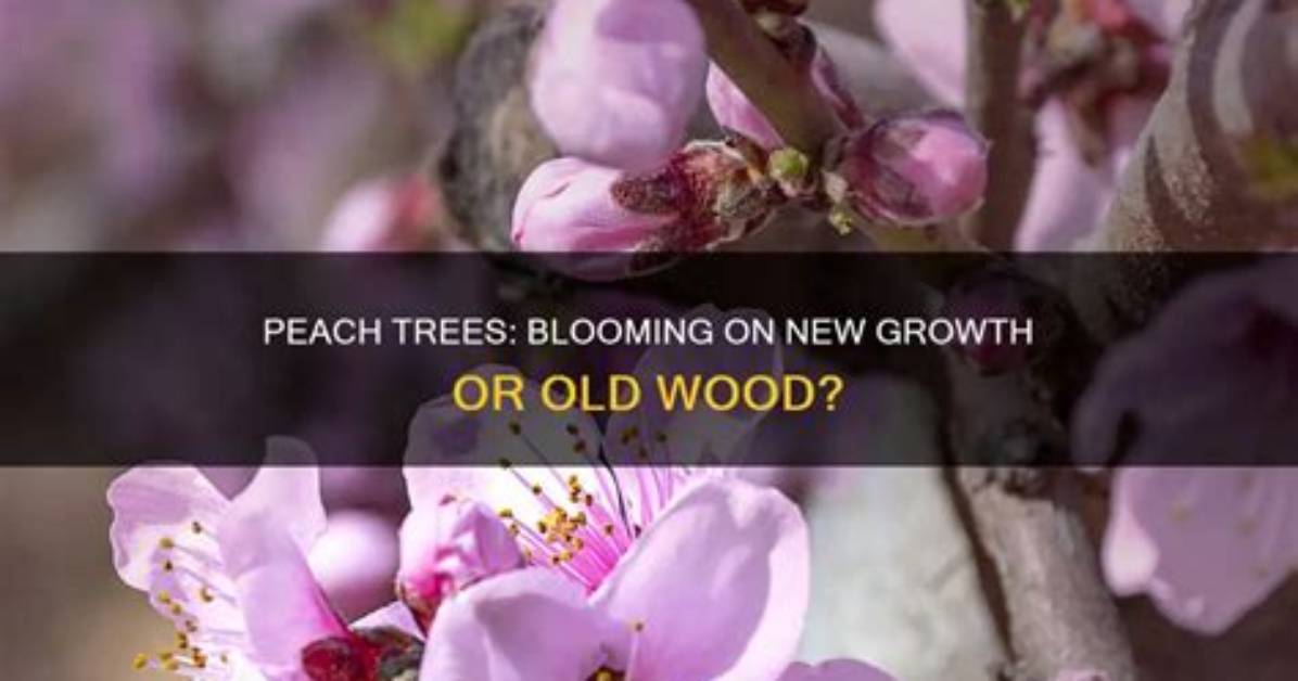 Do Peach Trees Get Too Old