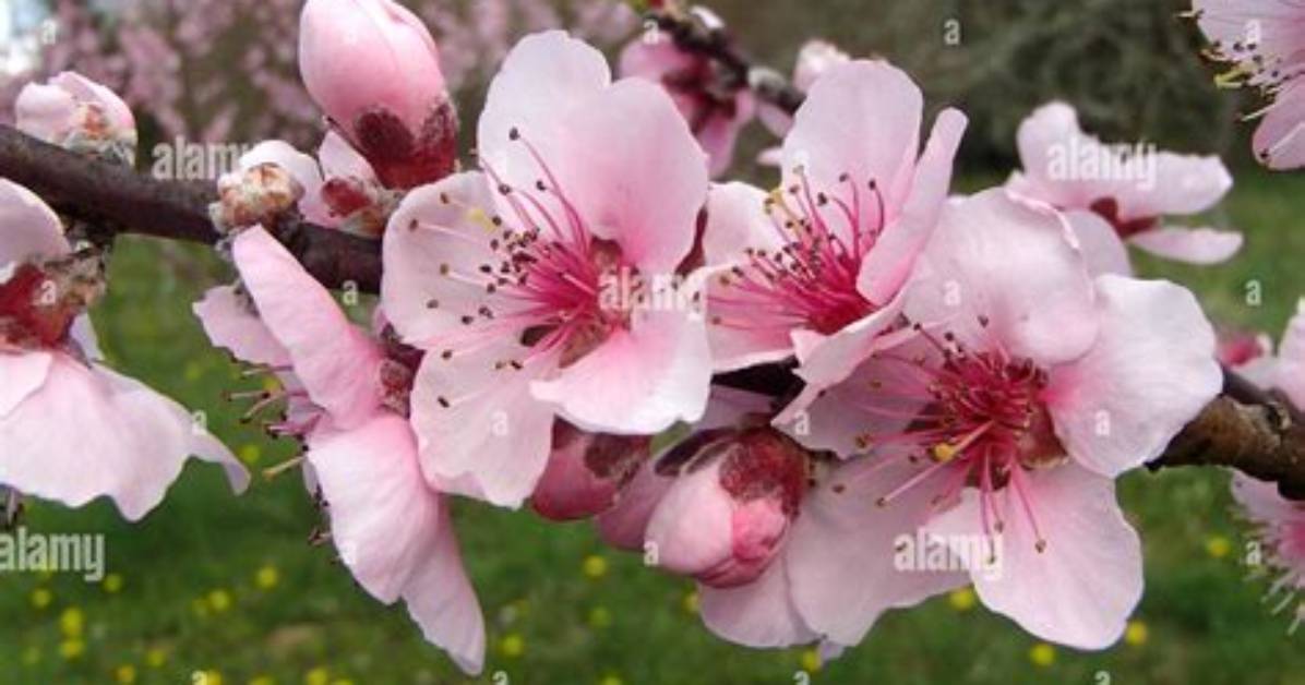 Do Peach Trees Have Flowers