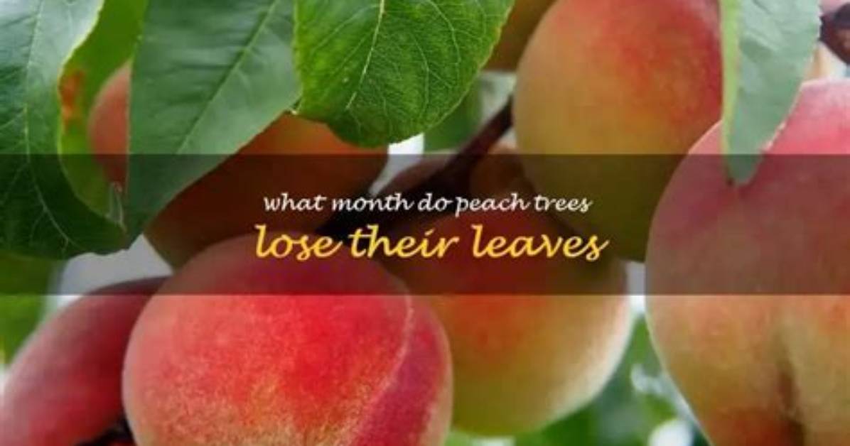 Do Peach Trees Lose Leaves
