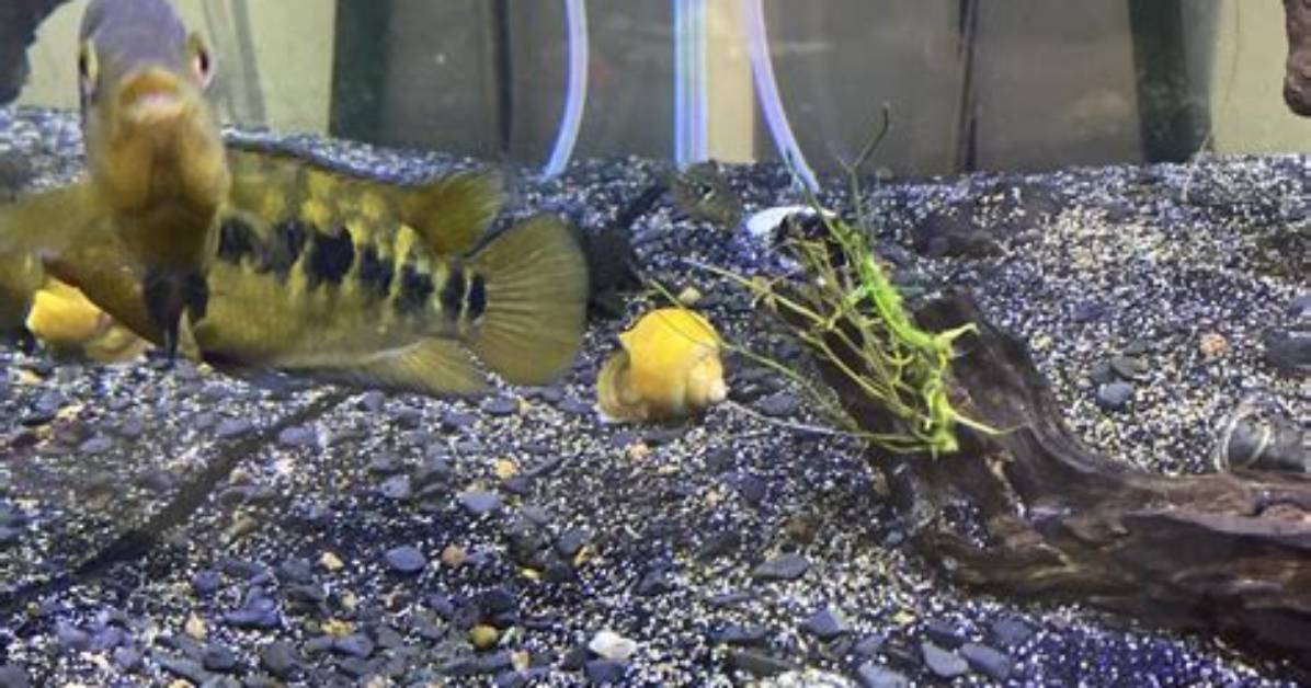 Do Peacock Cichlids Eat Plants?