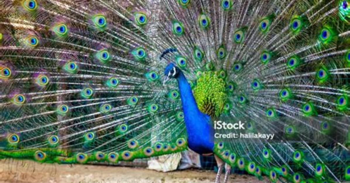 Do Peacocks Have Wings?