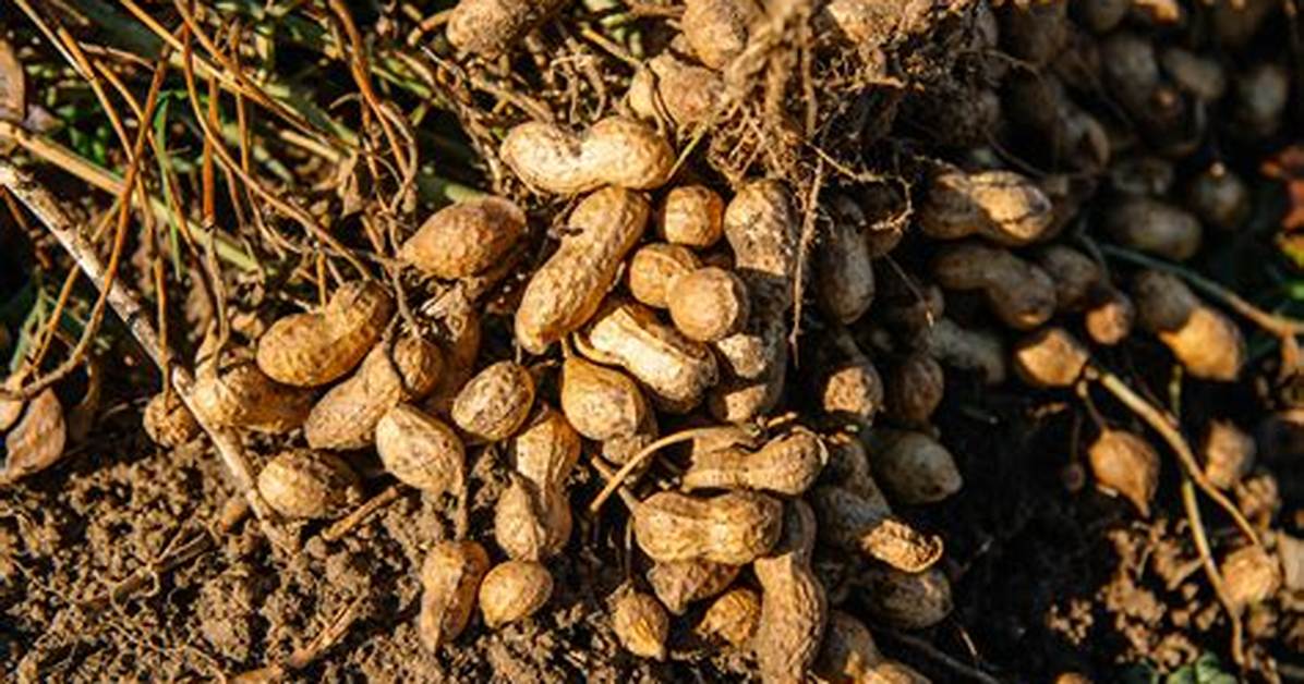 Do Peanuts Grow Underground or Aboveground?