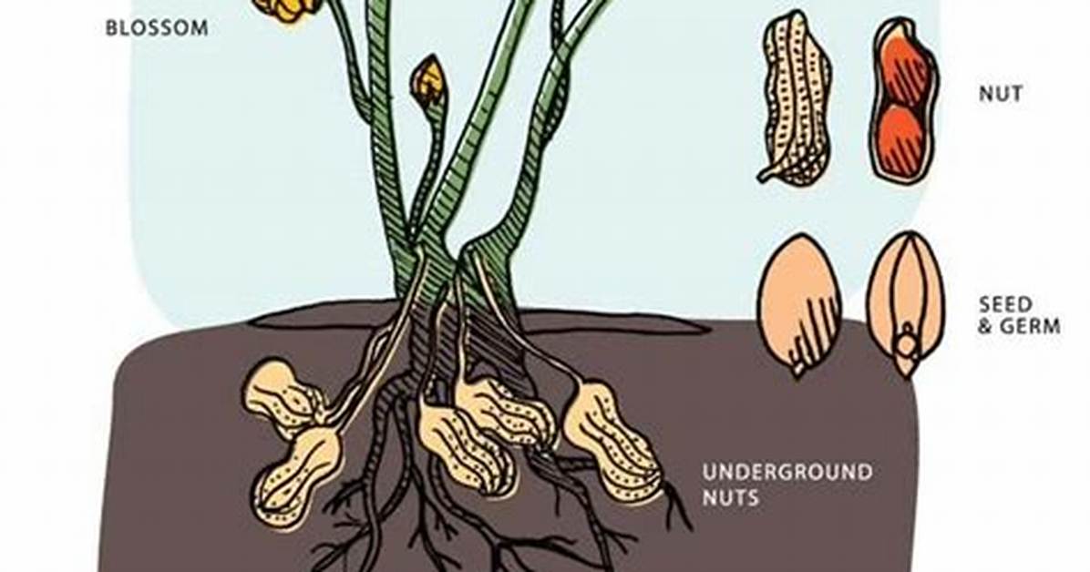 Do Peanuts Grow Underground?