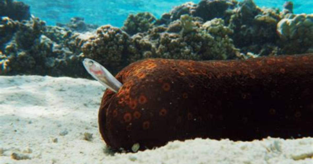 Do Pearlfish Kill Sea Cucumbers?