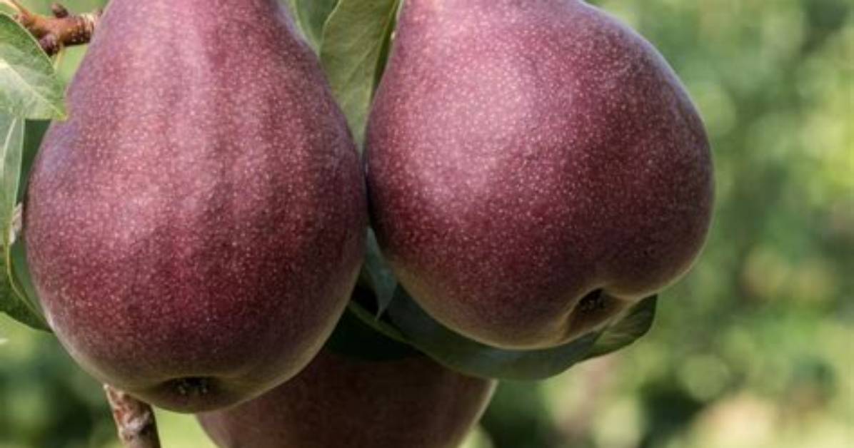 Do Pears Need a Pollinator?