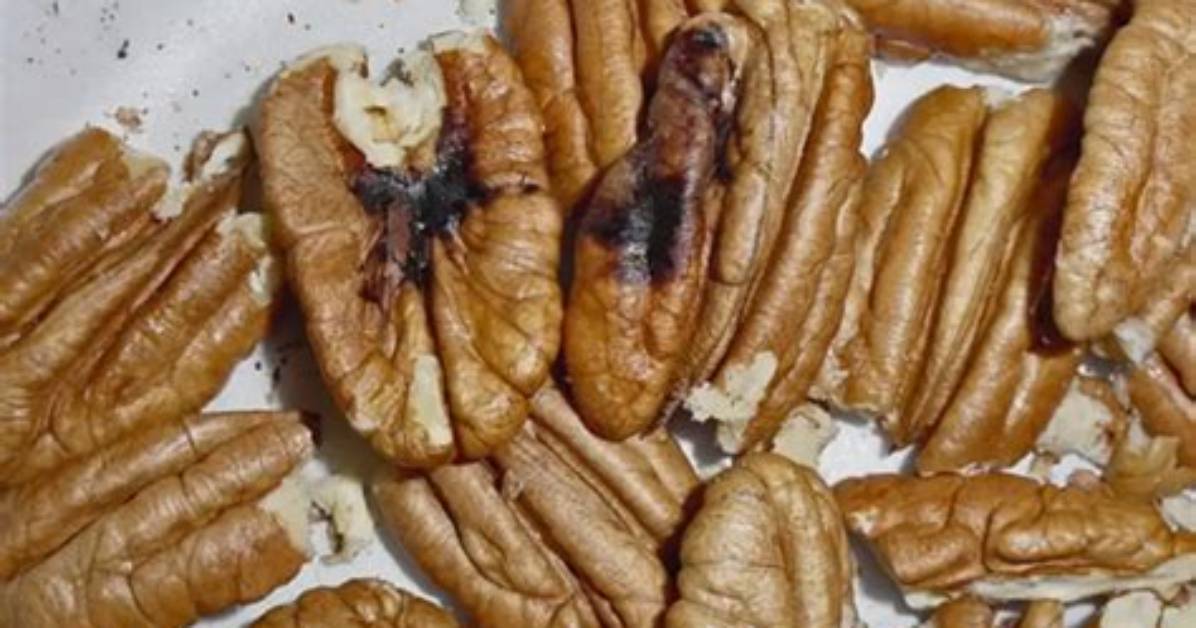 Do Pecans Go Bad?