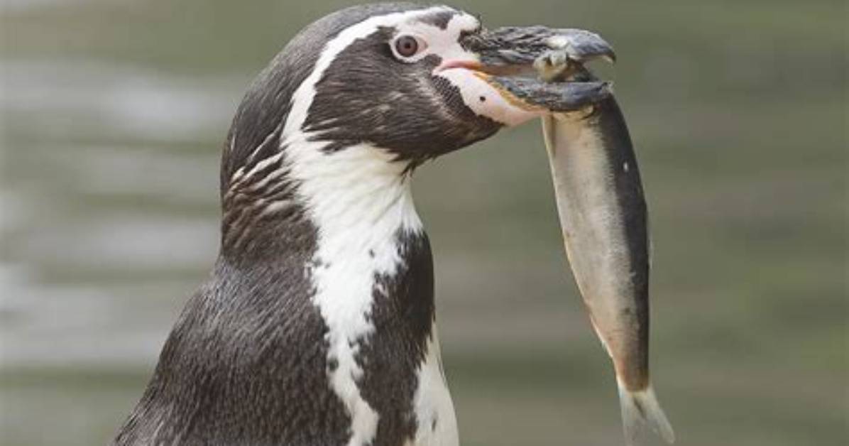 Do Penguin Eat Insects