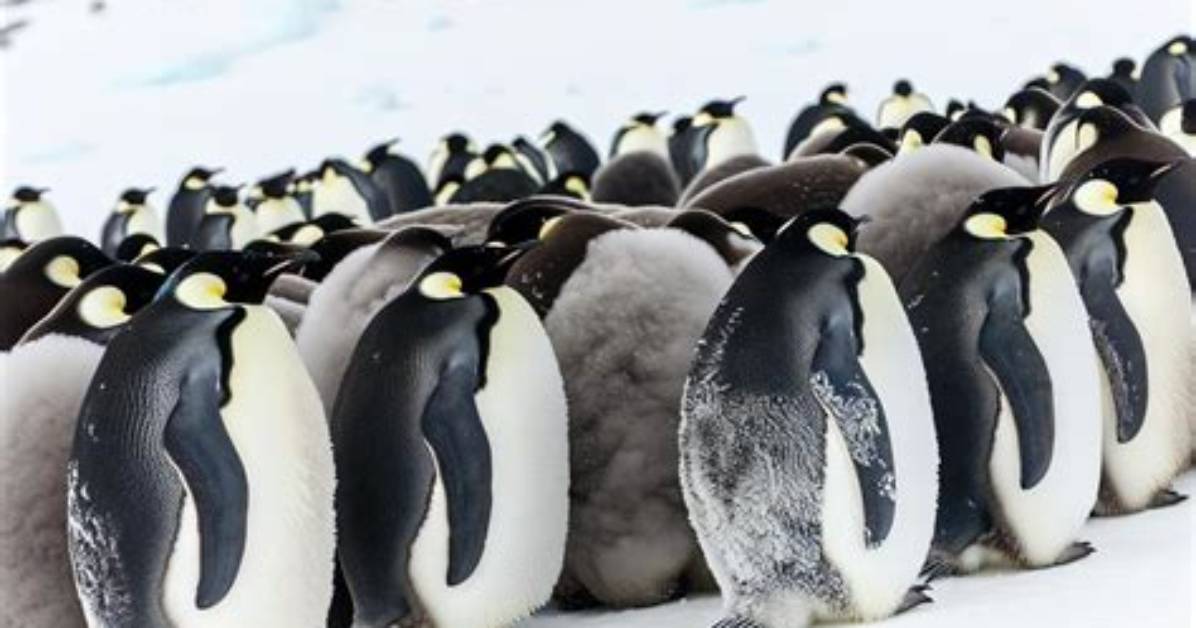 Do Penguins Have Blubber?