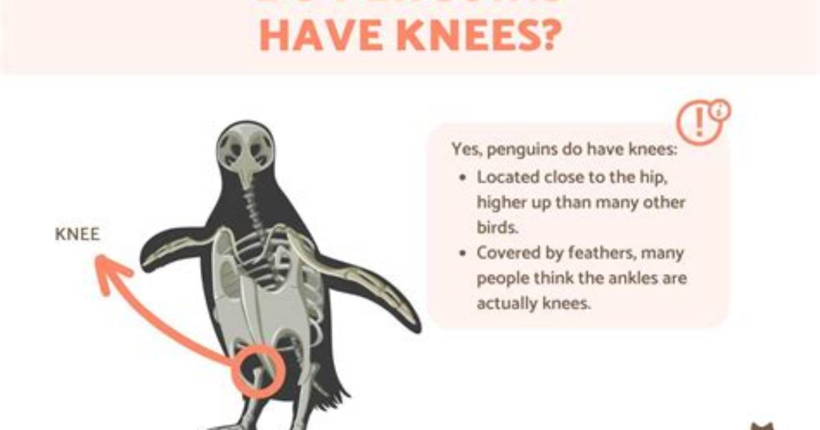Do Penguins Have Knees?