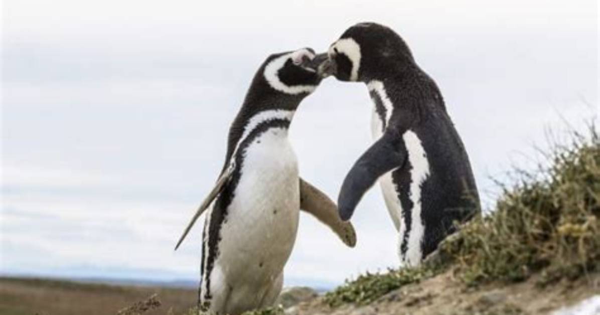 Do Penguins Mate for Life?