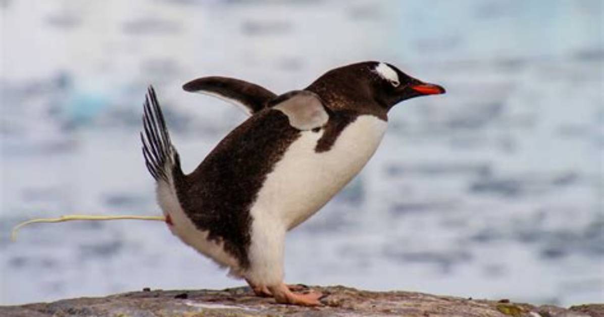 Do Penguins Pee and Poo