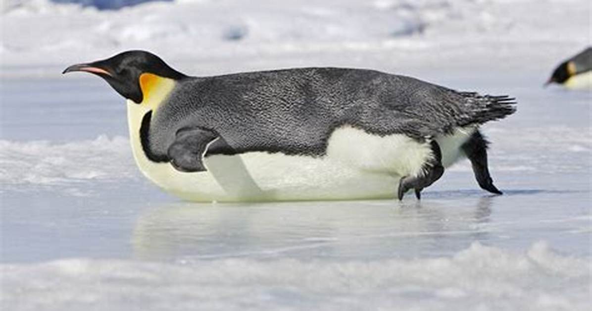 Do Penguins Slide for Fun