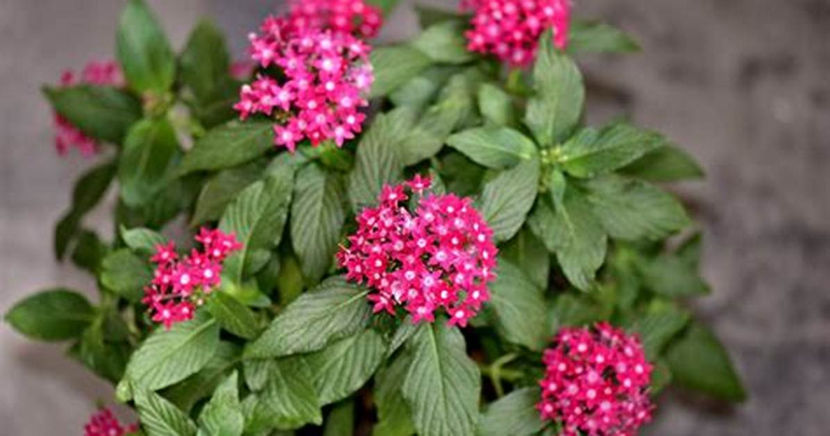 Do Pentas Do Well in Pots