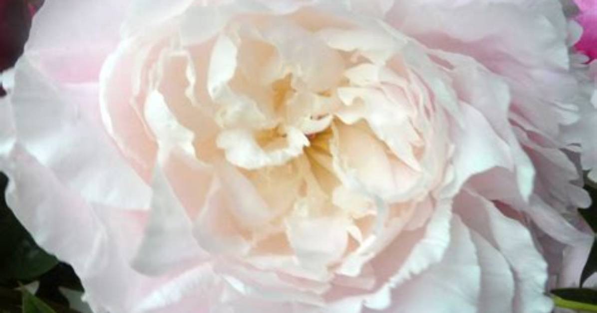 Do Peonies Have a Strong Scent