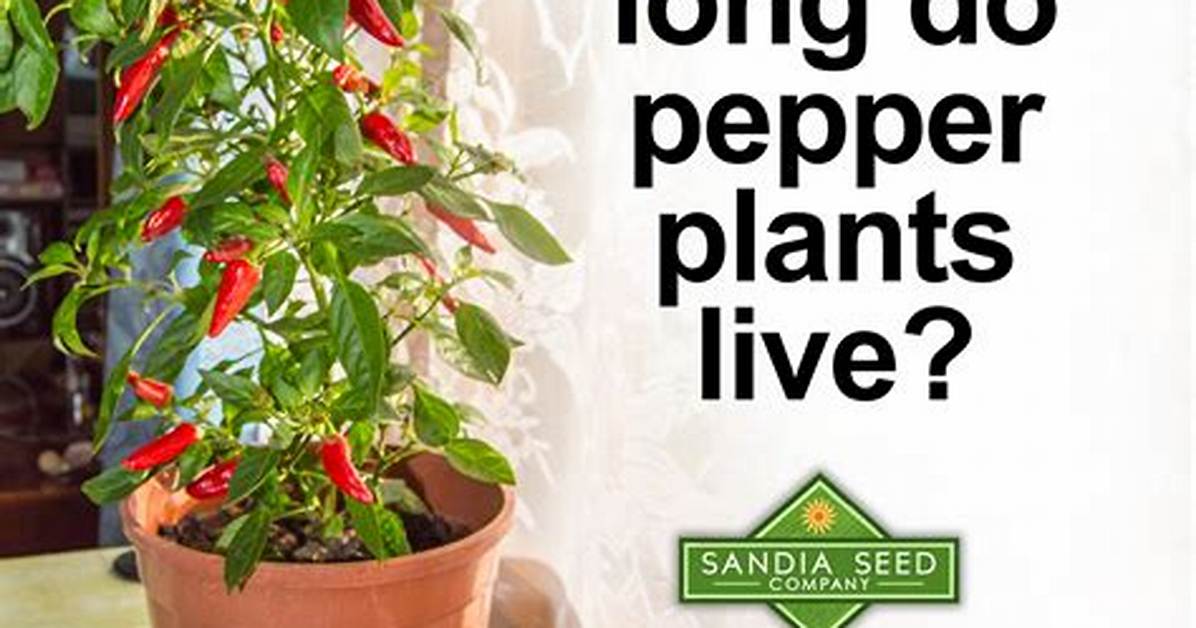 Do Pepper Plants Come Back