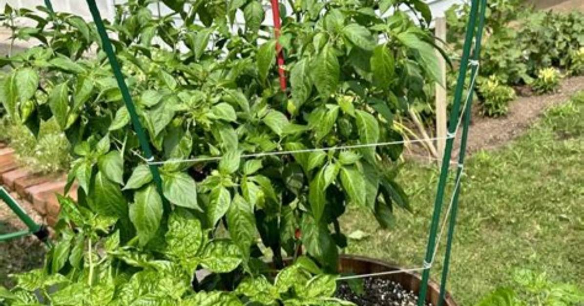 Do Pepper Plants Need to Be Hardened off?