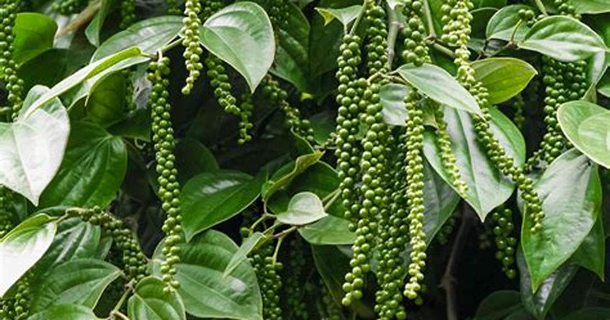 Do Peppercorns Dissolve in Water?