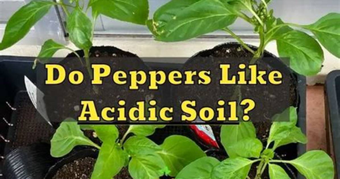 Do Peppers Like Acidic Soil