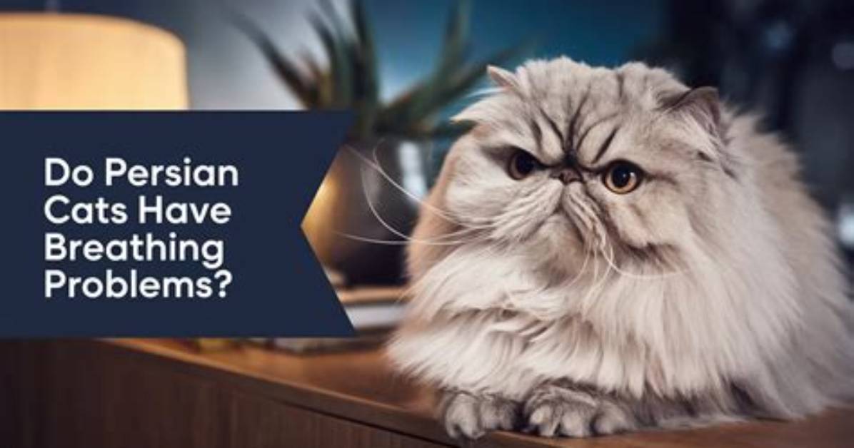Do Persian Cats Have Breathing Problems?