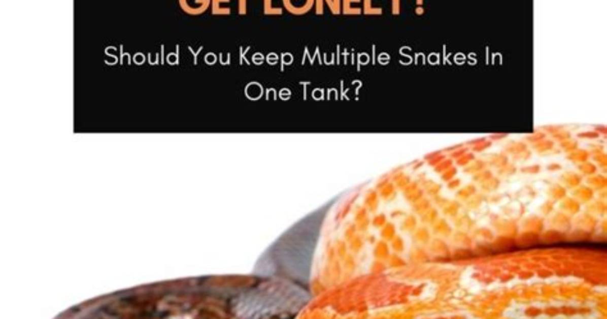 Do Pet Snakes Get Lonely?