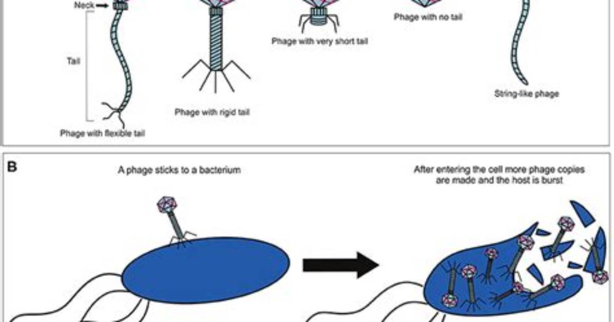 Do Phages Attack Viruses?