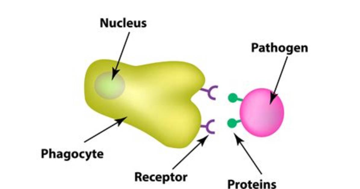 Do Phagocytes Have Nucleus?