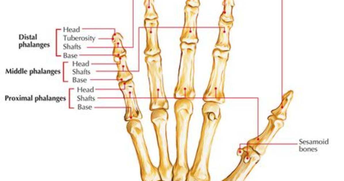 Do Phalanges Have Condyles?