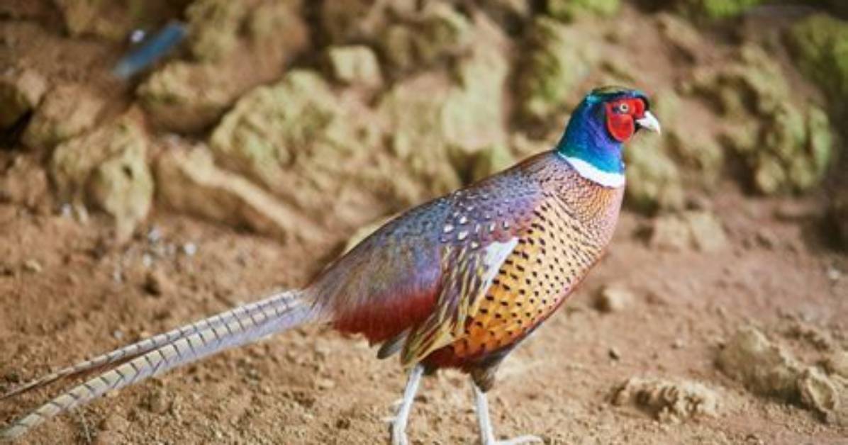 Do Pheasants Change Colour