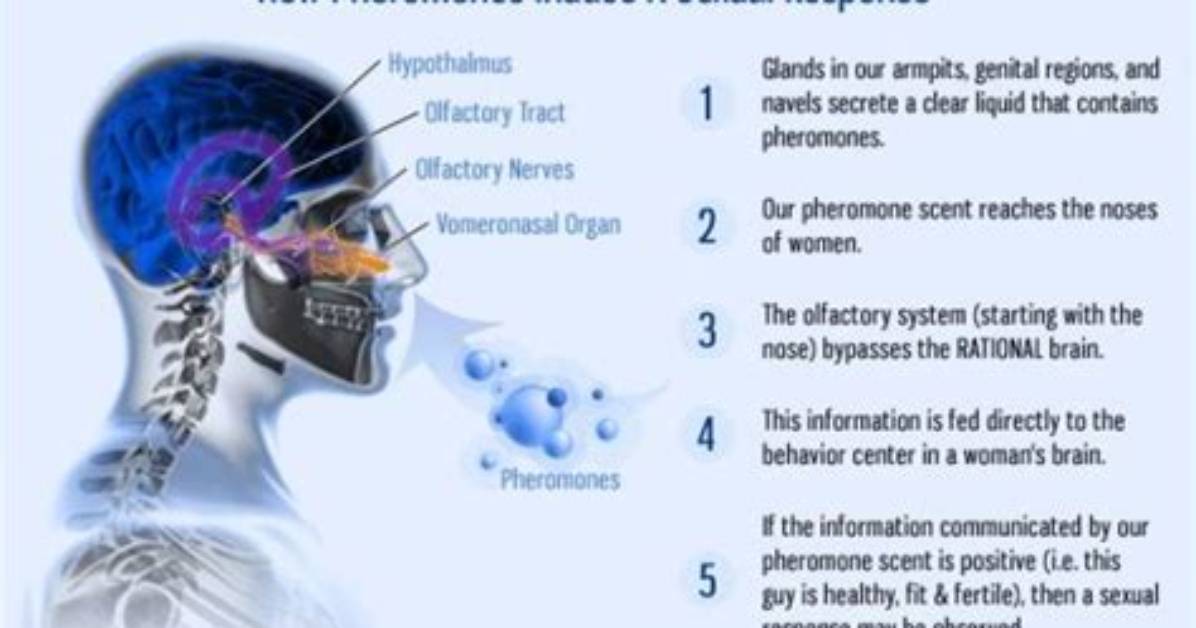 Do Pheromones Have a Scent
