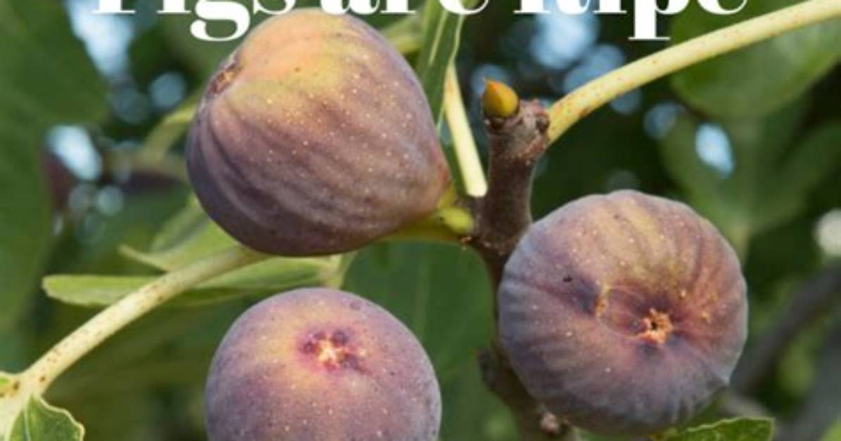 Do Picked Figs Ripen?