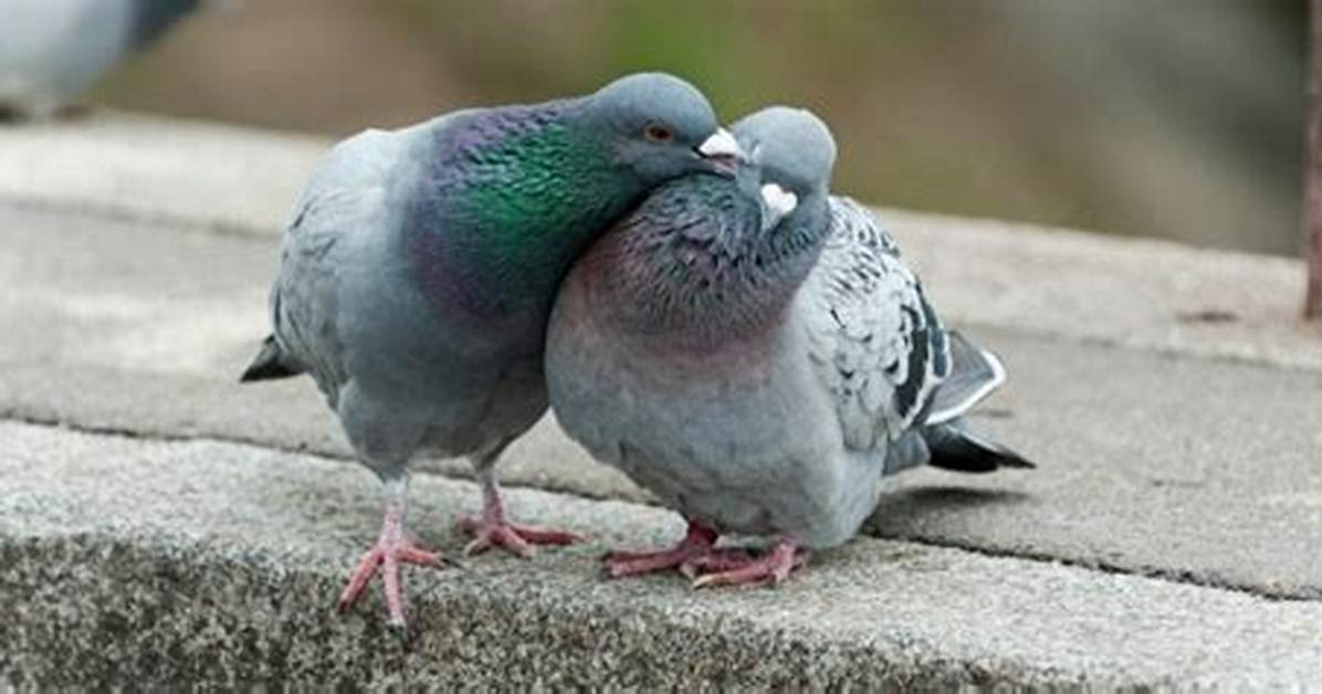 Do Pigeon Siblings Mate?