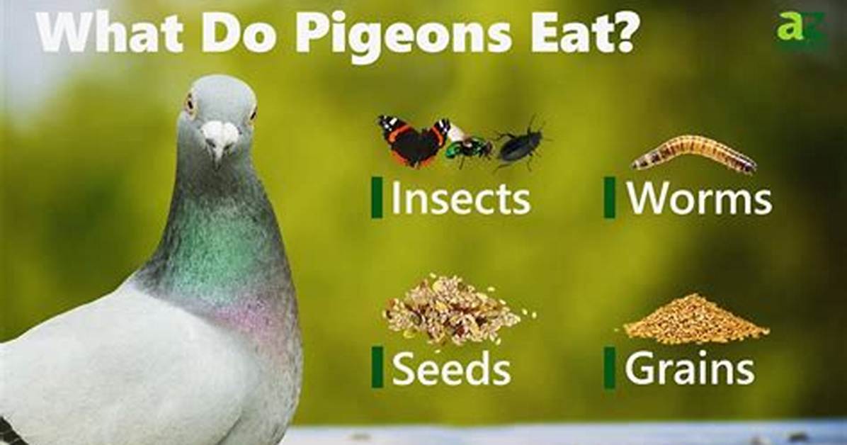 Do Pigeons Eat Squab?