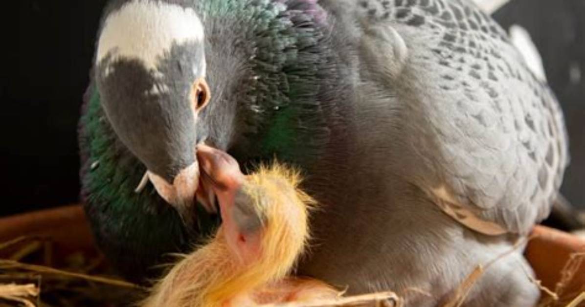 Do Pigeons Give Birth?