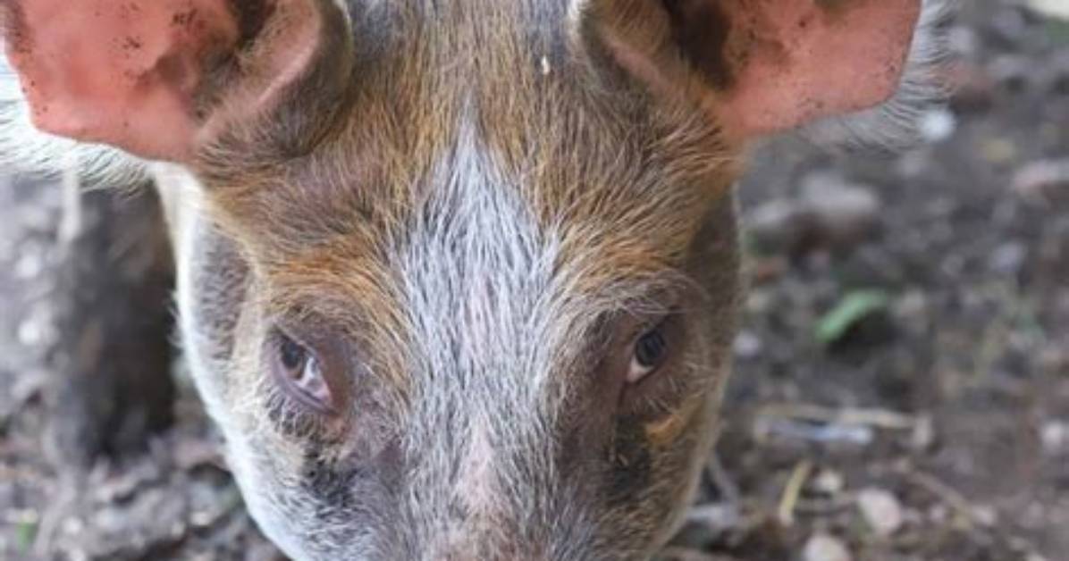 Do Pigs Eat Dead Pigs?