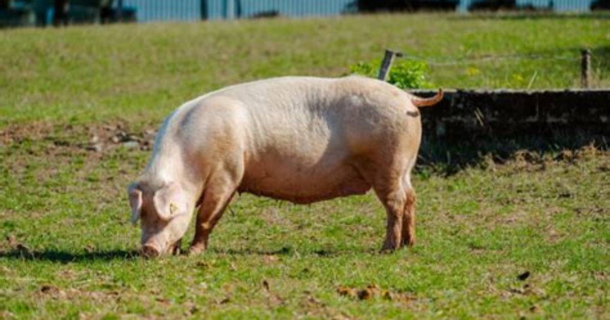 Do Pigs Eat Grass