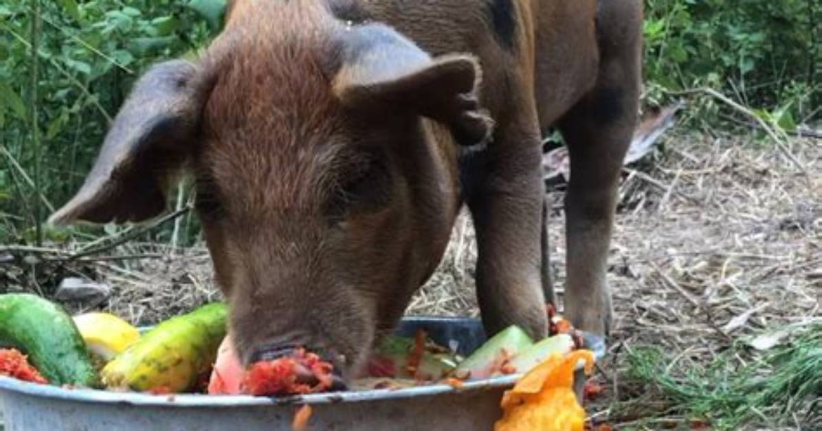 Do Pigs Eat Peas