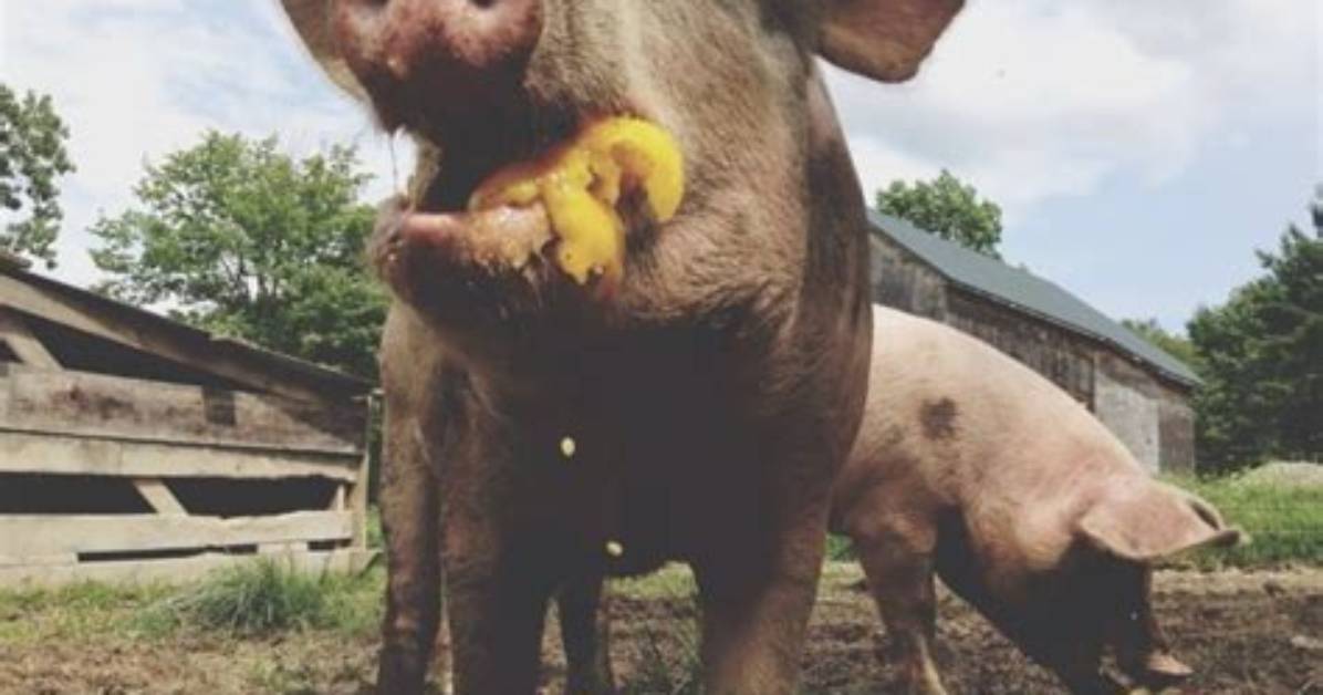 Do Pigs Eat Silage?