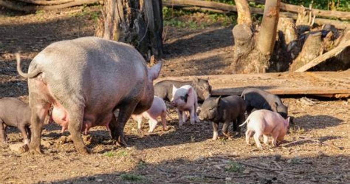 Do Pigs Eat Their Babies