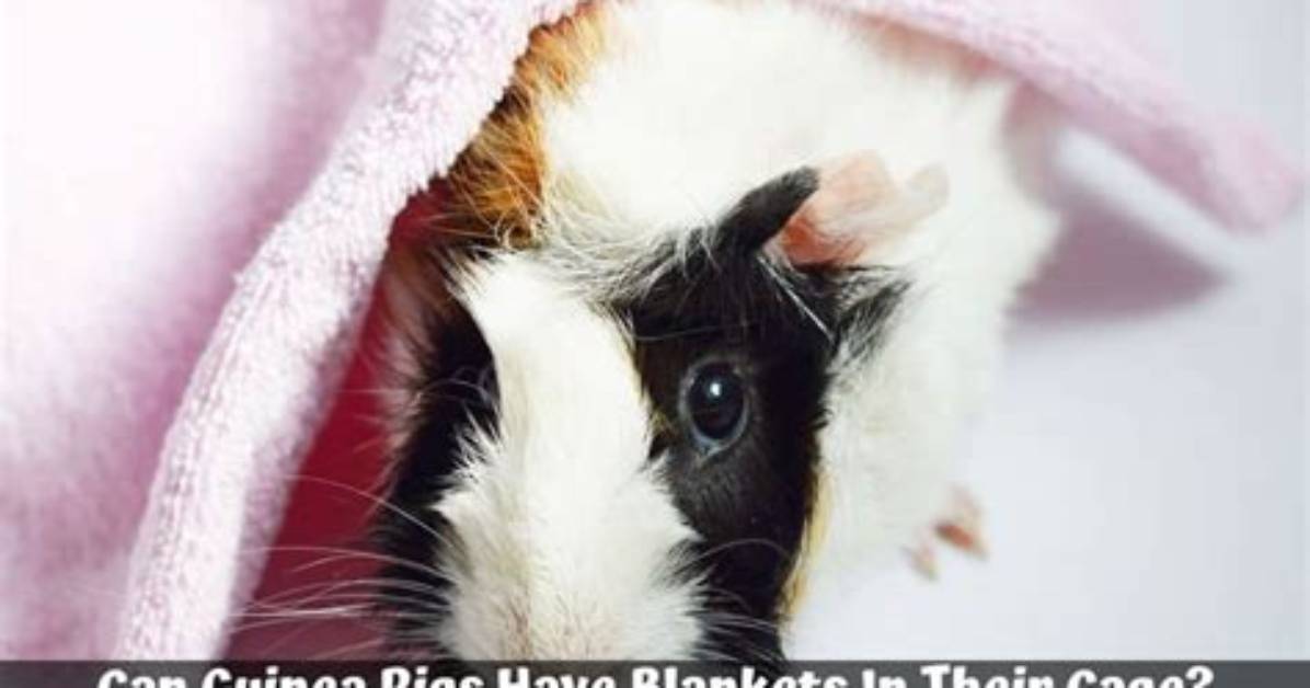 Do Pigs Need Blankets