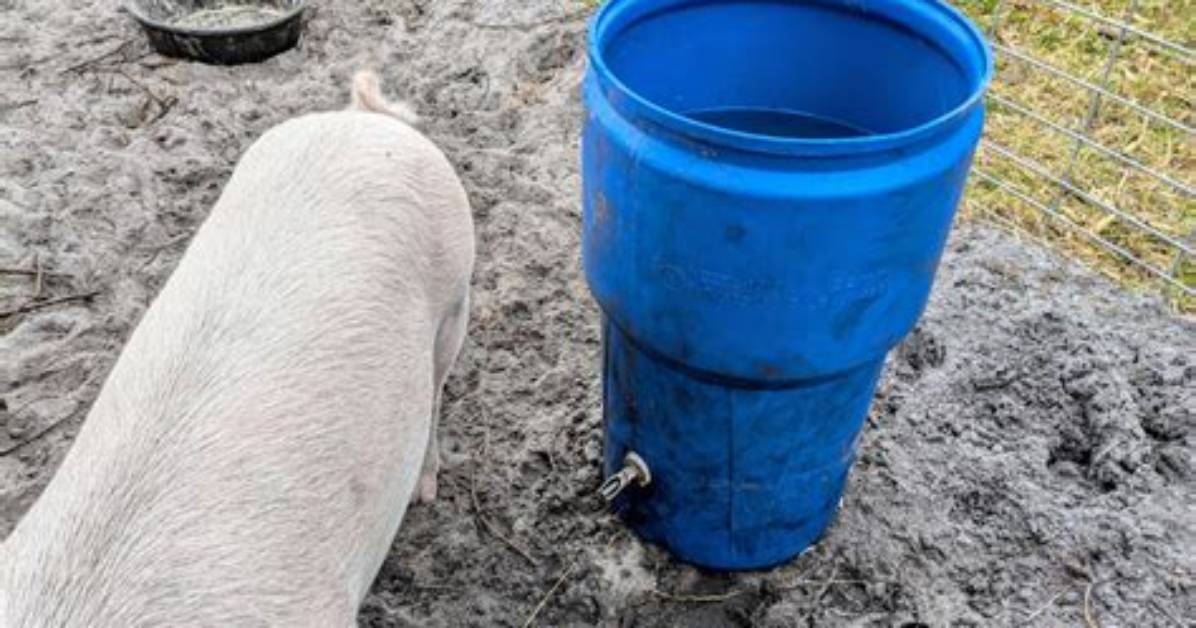 Do Pigs Need Drenching?
