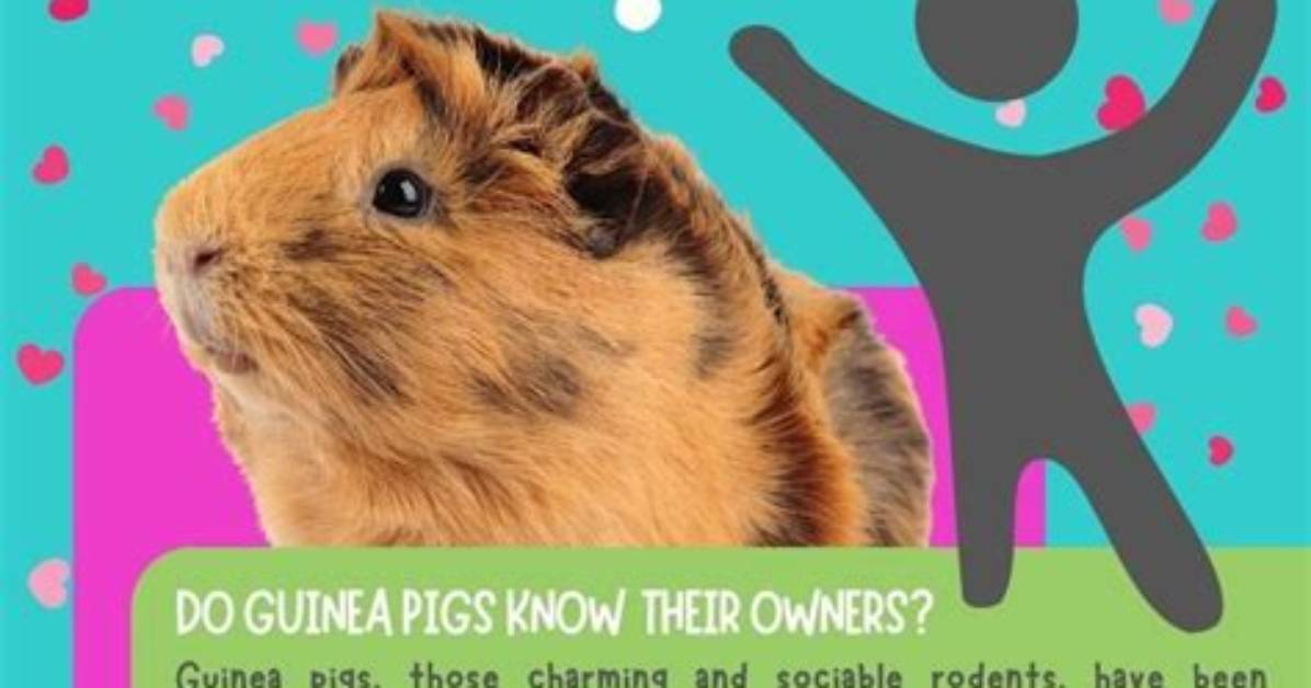 Do Pigs Remember Their Owners?