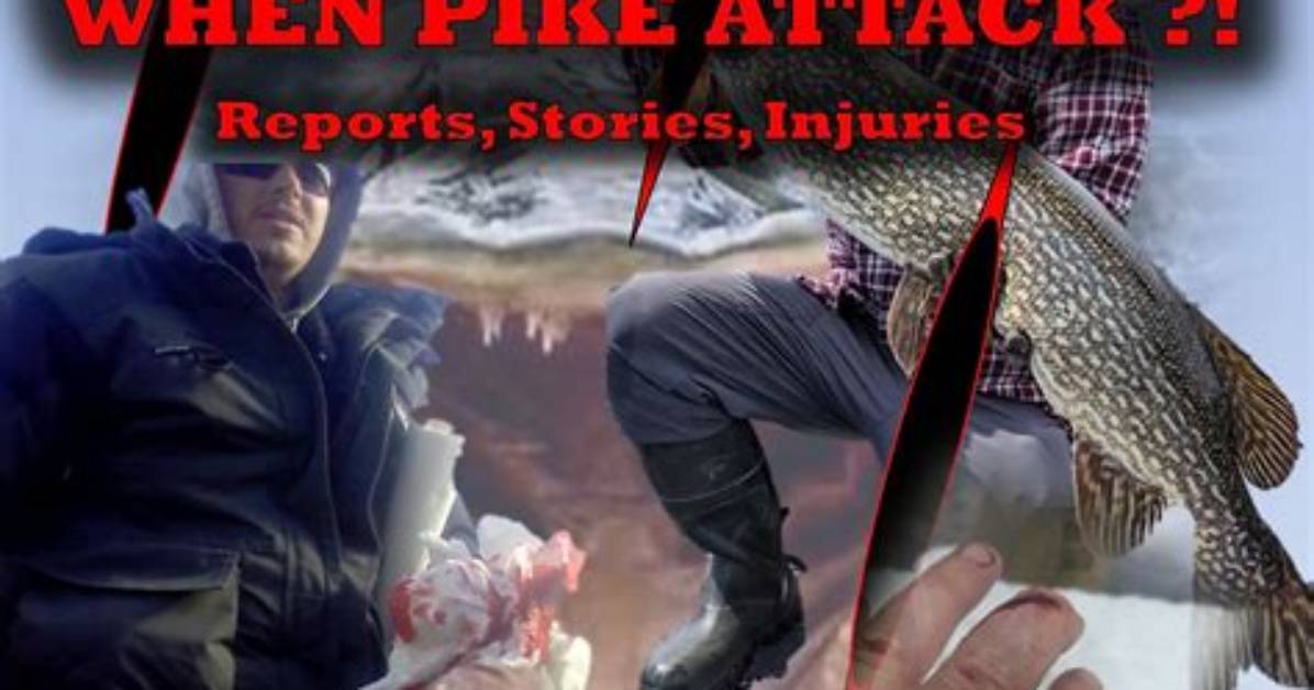 Do Pike Attack Humans?