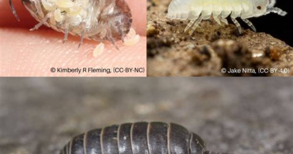 Do Pill Bugs Hibernate