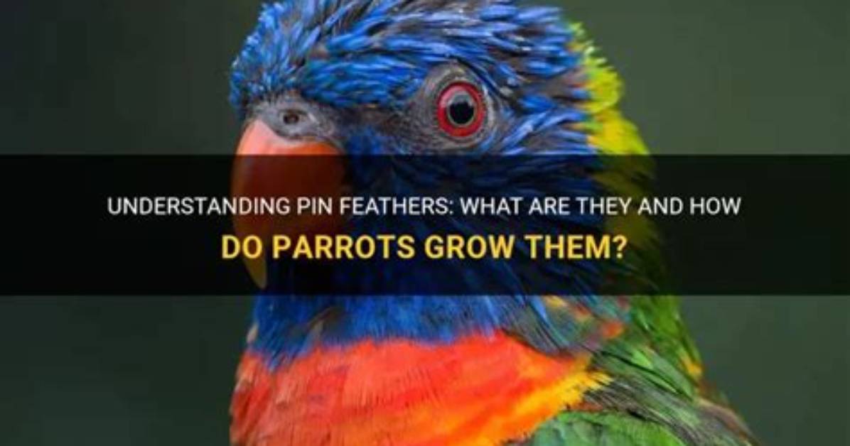 Do Pin Feathers Go Away?